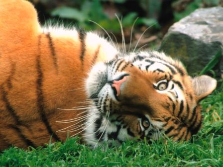 Ecran de Fond Animaux