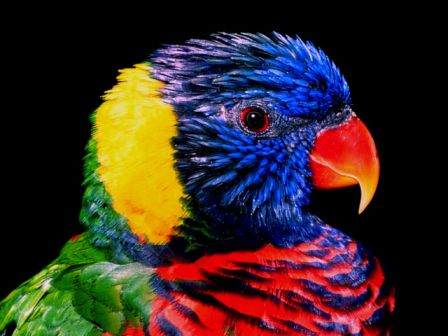 Ecran de Fond Animaux