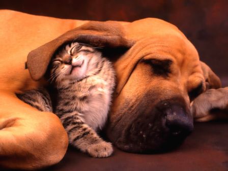 Ecran de Fond Animaux