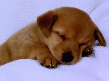 Ecran de Fond Animaux