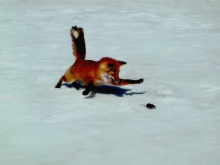 Ecran de Fond Animaux