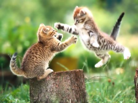 Ecran de Fond Animaux