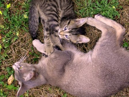 Ecran de Fond Animaux